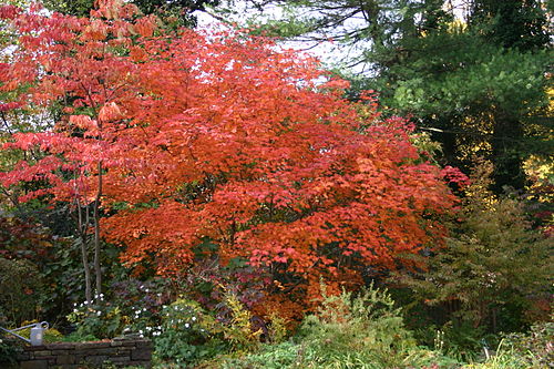 Acer japonicum